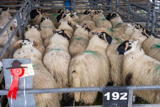 First prize pen of Hillbred lambs at Dumfries Mart Christmas Show from W Barbour Auchenhessnane